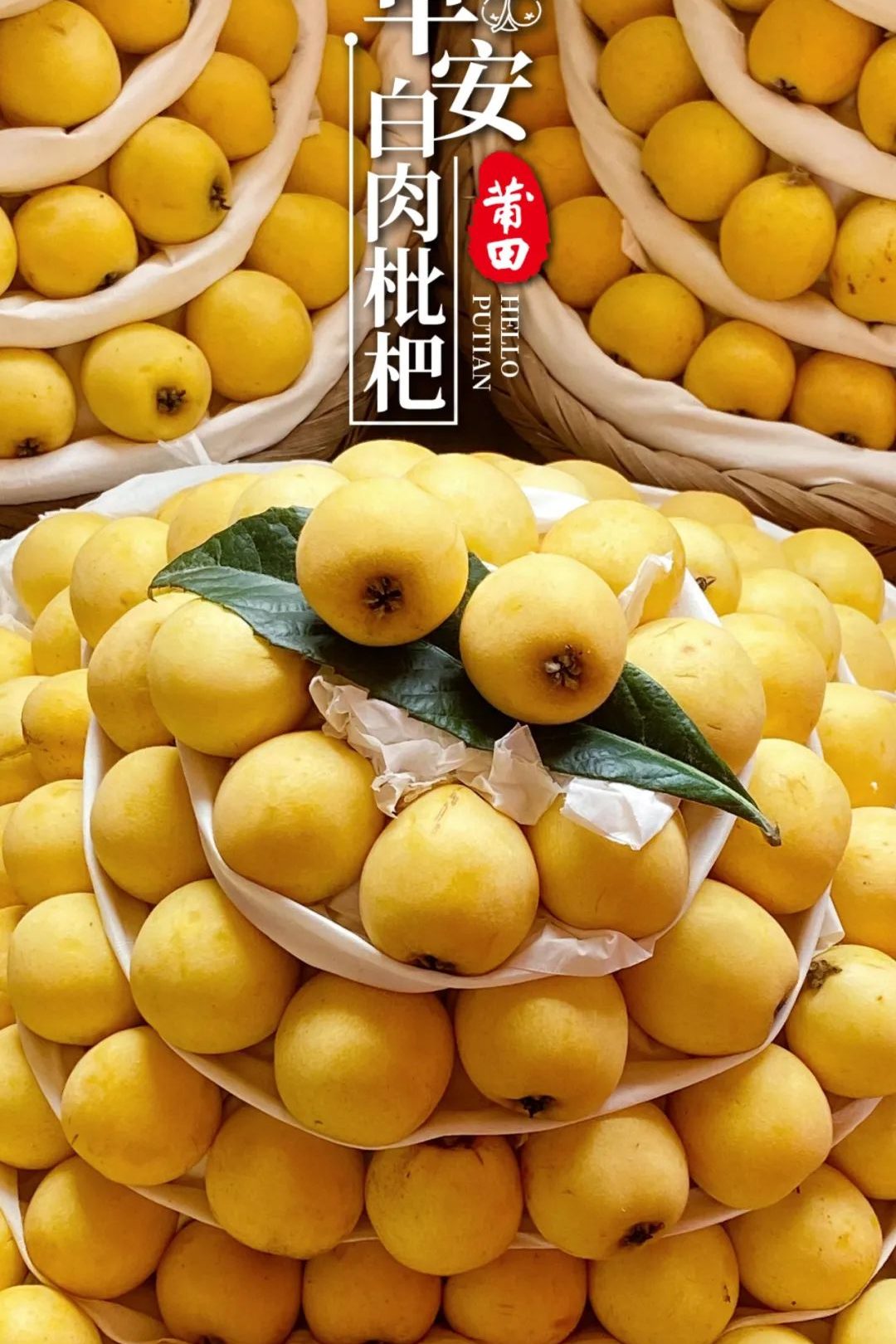 莆田白枇杷