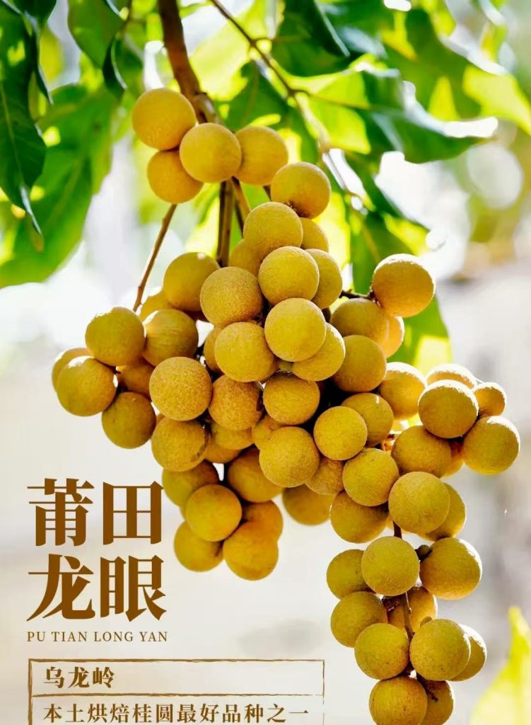 莆田龙眼-“乌龙岭”