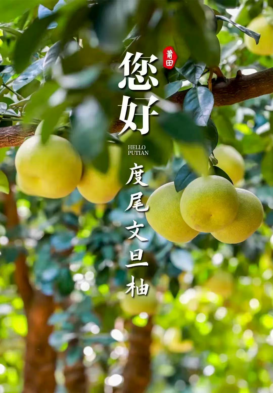 文旦柚-莆田四大名果